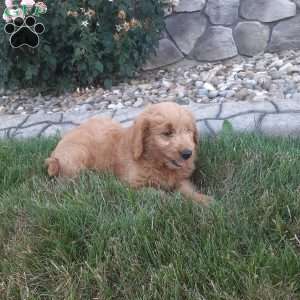 Theo, Mini Goldendoodle Puppy
